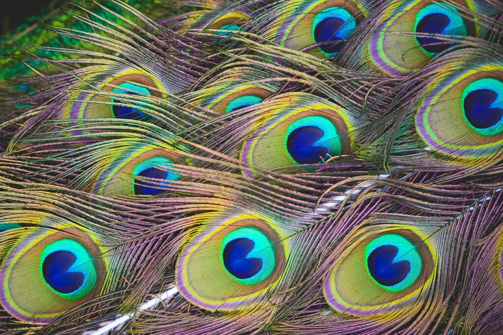 peacock, feathers, animal-864966.jpg